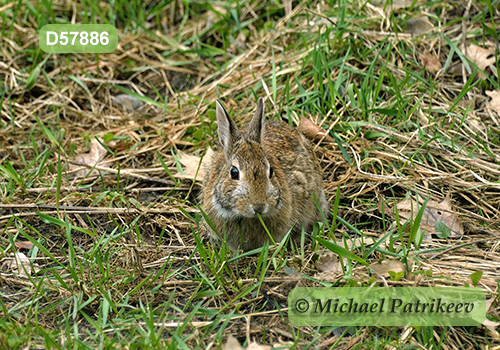 Eastern Cottontail (Sylvilagus floridanus)